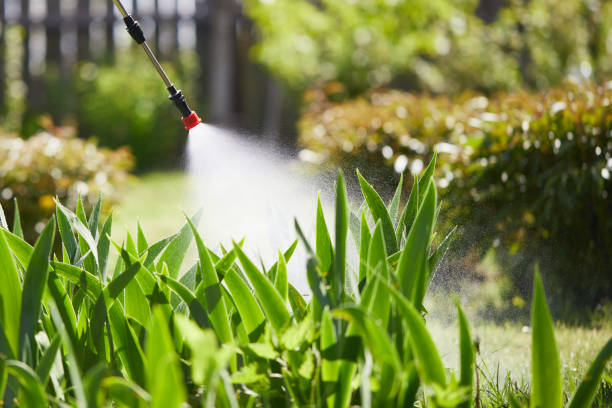 24/7 Emergency Termite Control experts in East Quincy, CA